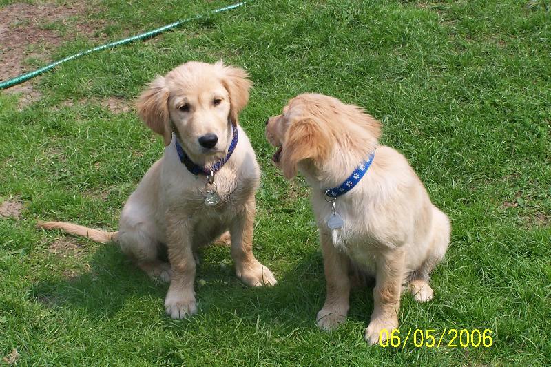 Foto: zlatí bráškové-štěňata retrívrů na dvorku