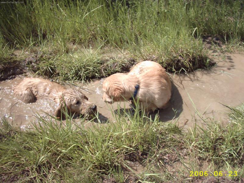 Foto: v kaluži je skvěle-Ben a Falco na vycházce v parném vedru