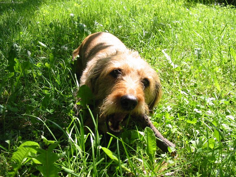 Foto: Mám ráda klacíky-:)