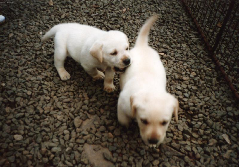 Foto: Jen počkej já tě kousnu do zadku