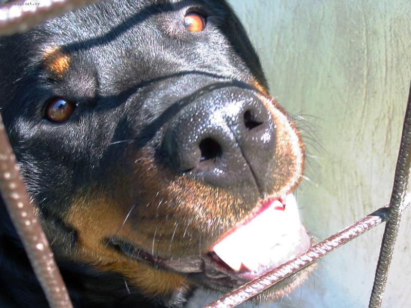 Foto: Agi-Drsný hlídač :)