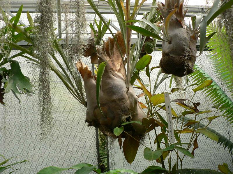 Foto: Parožnatka-Botanická zahrada Brno