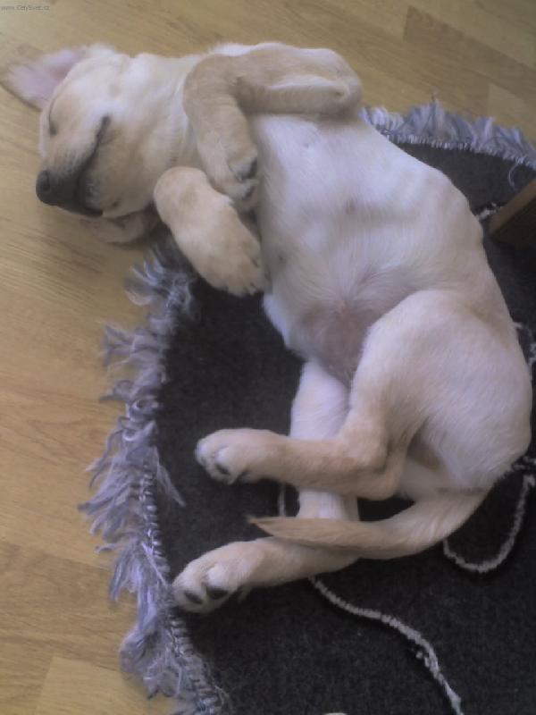 Foto: Jeee...me se tak hezky spinka...-Denny