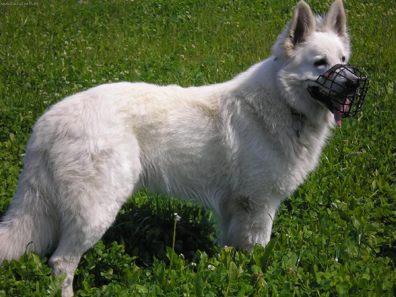 Foto: Jonášek-Strážce něco vidí v dálce