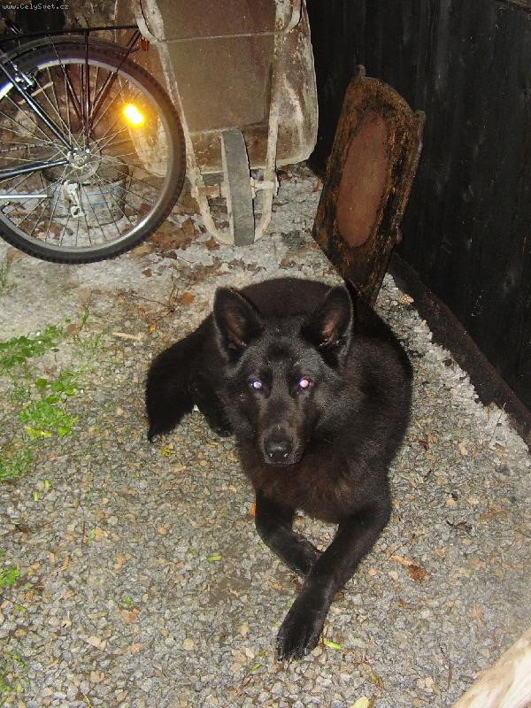 Foto: Beník-moje psisko
