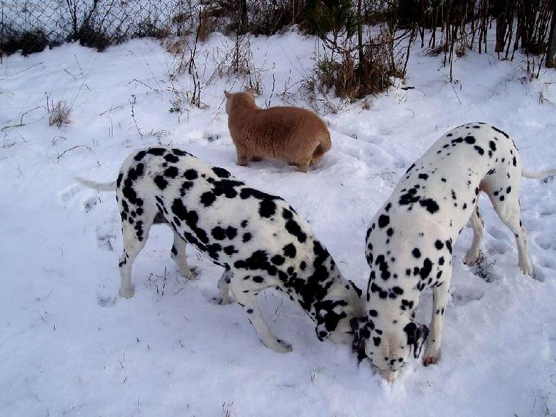 Foto: čichání ve sněhu-čichání myší díry pod sněhovou přikrývkou
