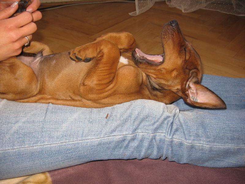 Foto: Alfík-:) To strašnì lechtáááááááááá