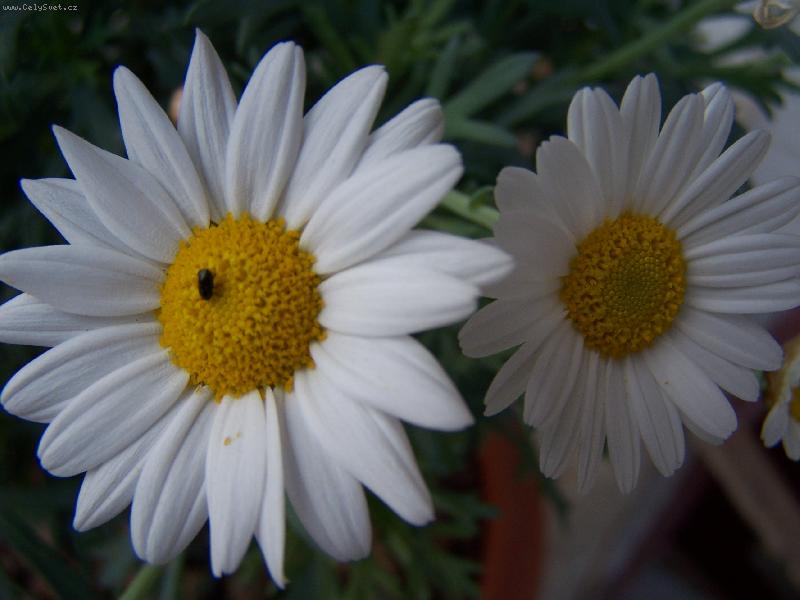 Foto: Kráska a zvíře