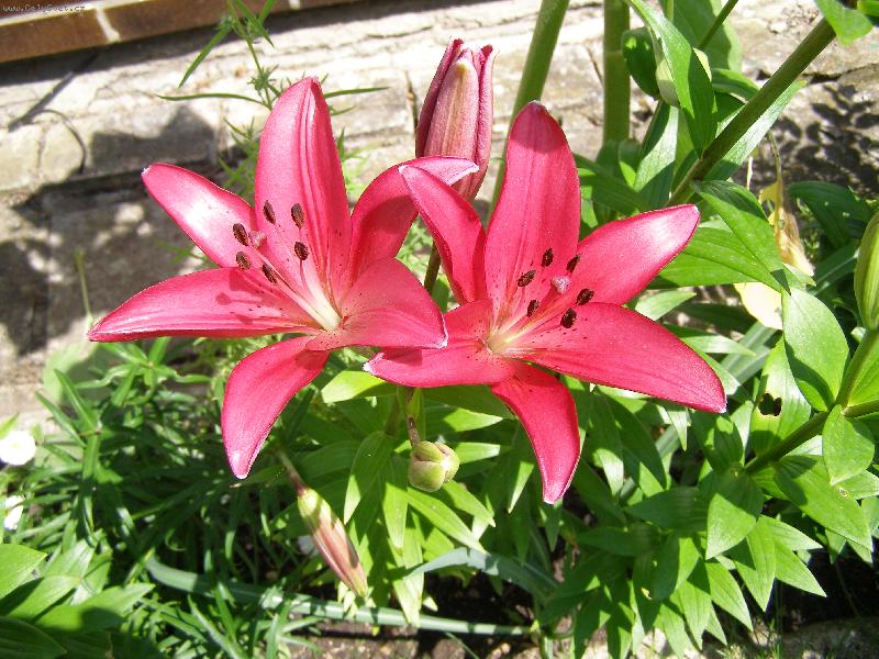 Foto: Překvapení-Měla být sněhobílá....