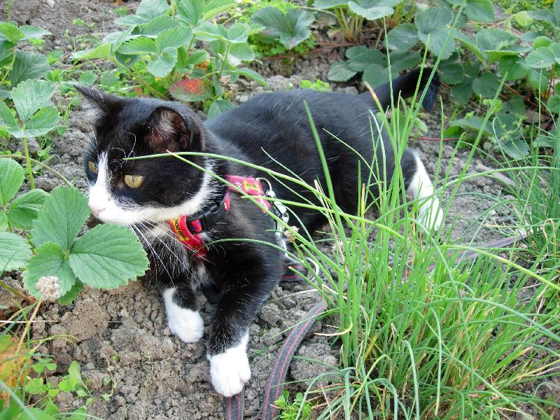 Foto: Mikeš mezi jahodami-Mikešek odpočívá na vyhřátém záhonu
