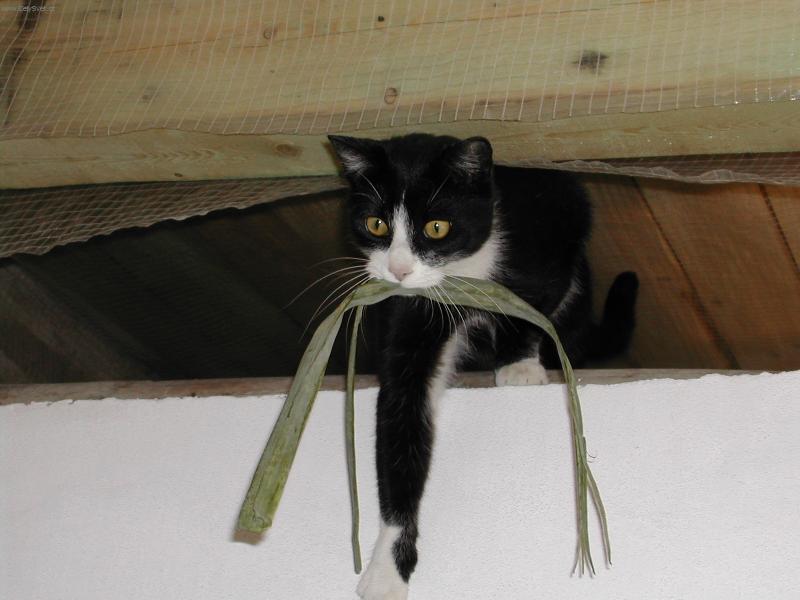Foto: Mikeš na stavbě-Mikešek uloupil v kuchyni kousek pórku a vyskočil s ním na zeď