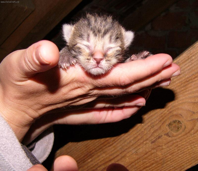 Foto: Slepé koátko-3 dny staré koátko