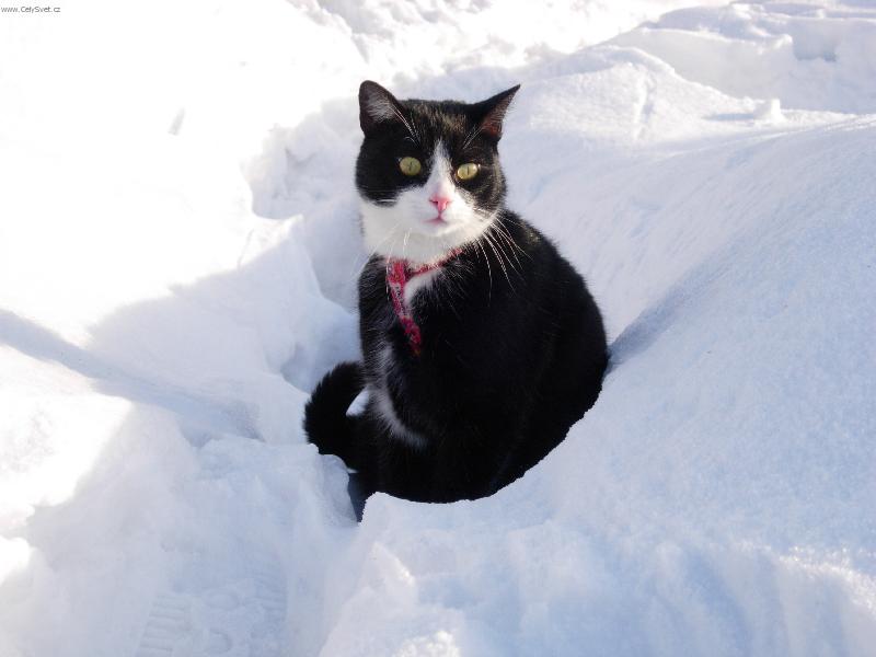 Foto: Mikeš na sněhu-Mikešek sedí v hluboké stopě