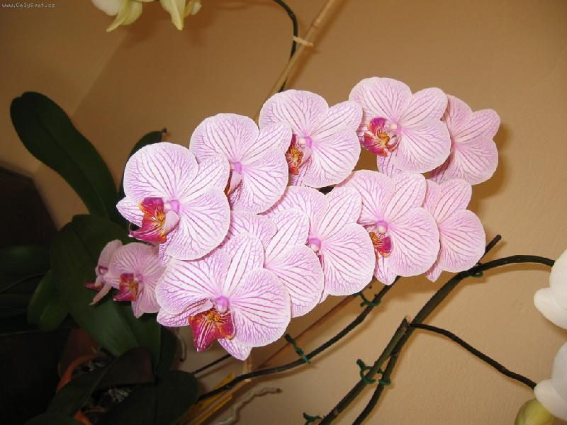 Foto: VODOPÁD...-phalenopsis