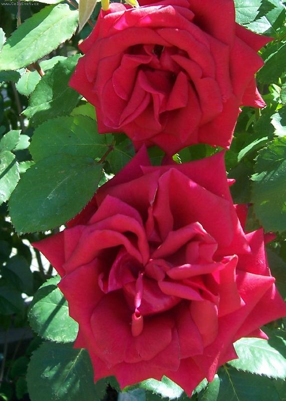 Foto: růže