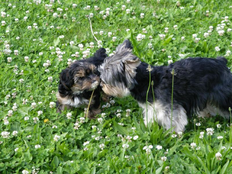 Foto: Otec a syn-Prý moc voní :-).....