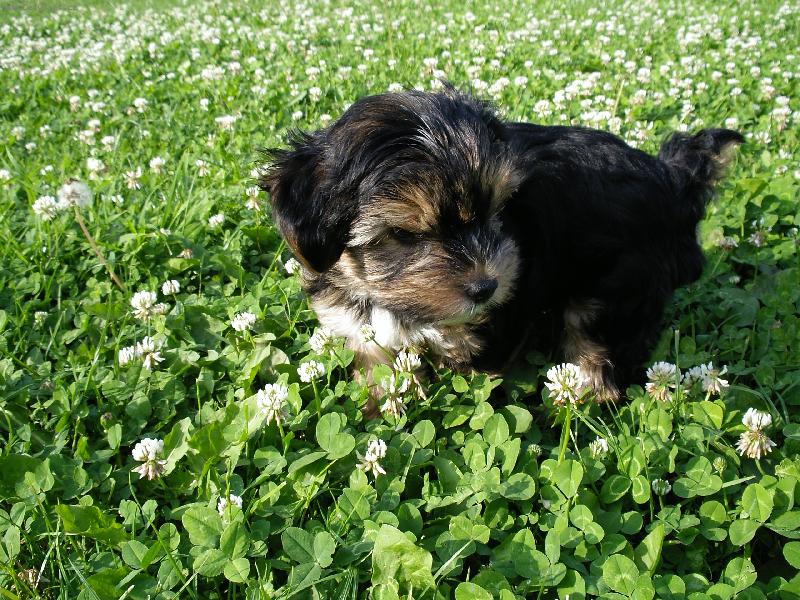 Foto: Benny-poprvé venku....