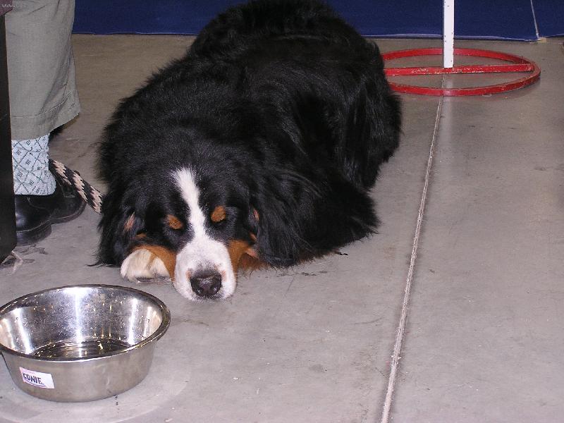 Foto: Spící berňák