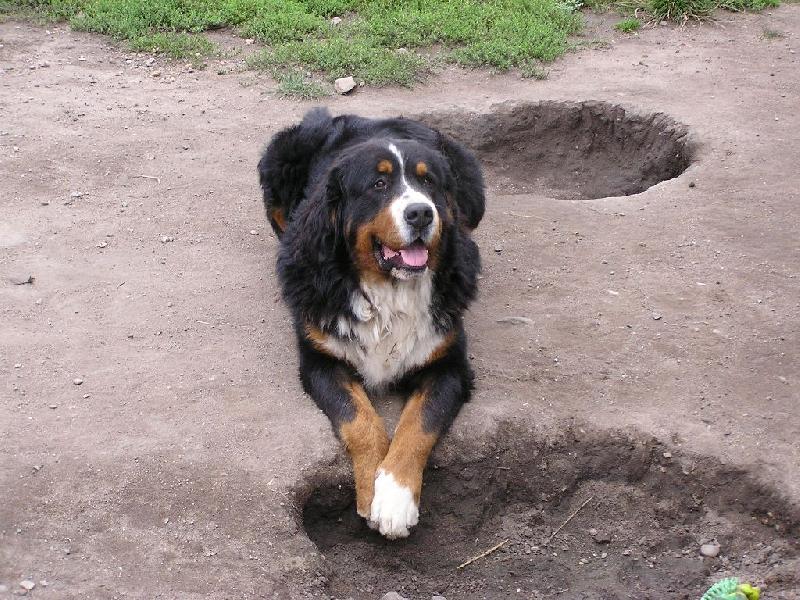 Foto: Ja nic.-Ty díry kolem nejsou moje práce.