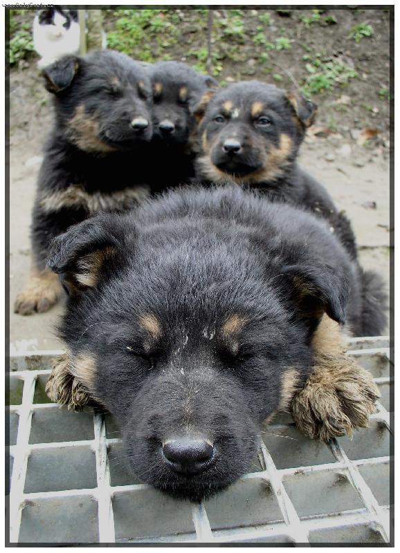 Foto: štěńátka spinkaj