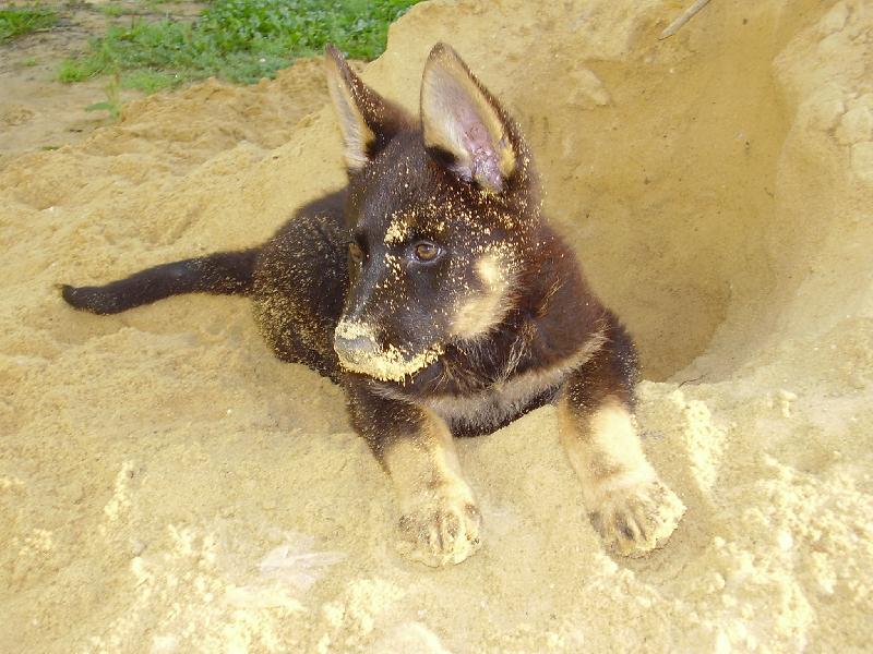 Foto: Jako na pláži;o)-NAše fenka odmala miluje písek