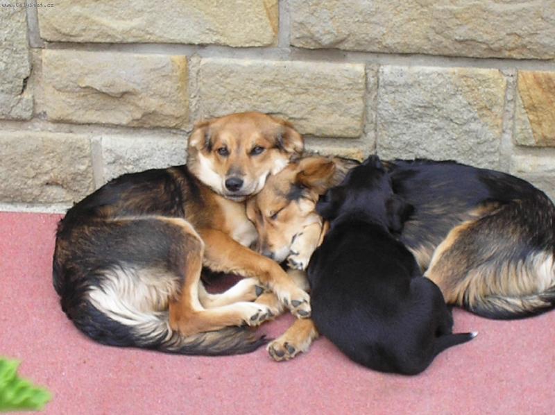 Foto: Ségry-Dělá se nám bouda tak to zaspáváme