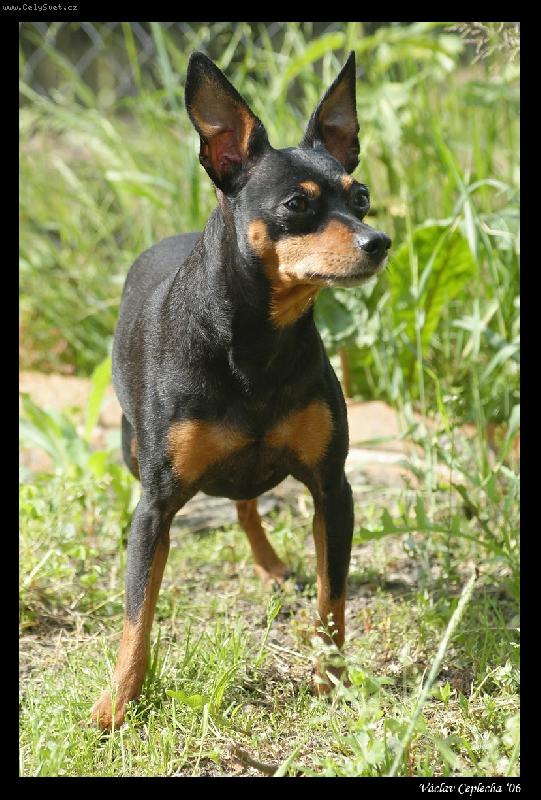 Foto: Besík - Malý hladkosrstý pinč