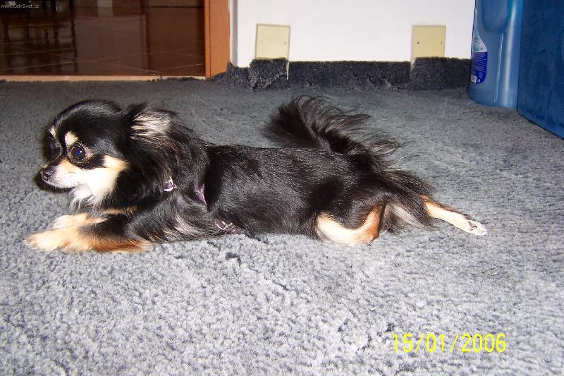 Foto: U nás doma-Oblíbený tělocvik Dášenky-pravidelné plazení