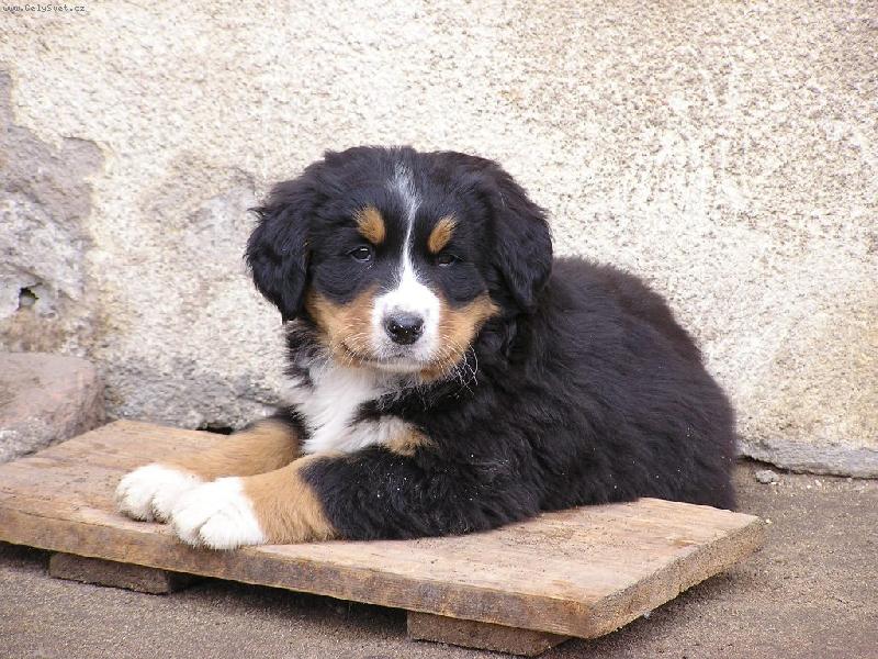 Foto: 7 týdení Audinka-odpočinek mezi hrou
