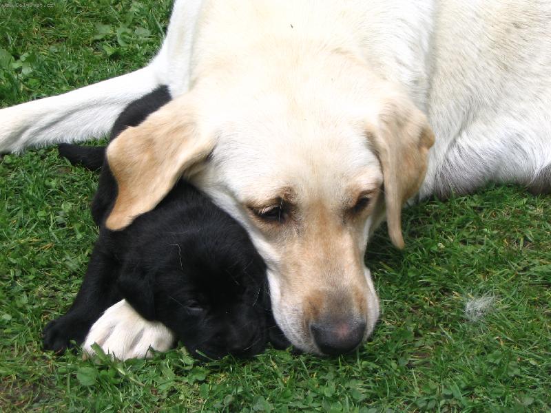 Foto: mateřská láska-Agáta a její mimi