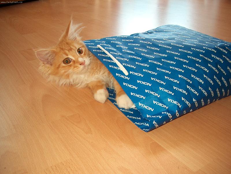 Foto: Dáreček-Kocourek Fanda