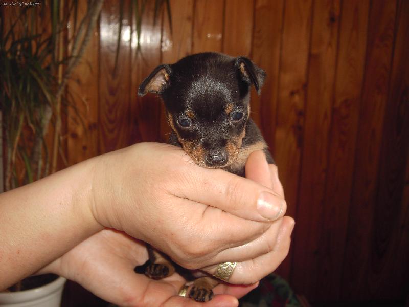 Foto: Amigo-Tak trochu v menším provedení...