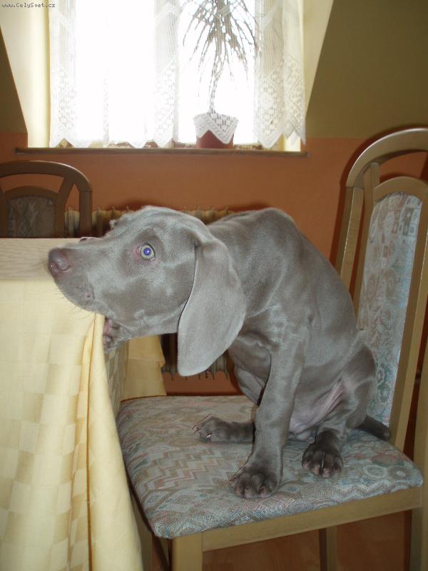 Foto: Garp-Garp těsně před večeří.