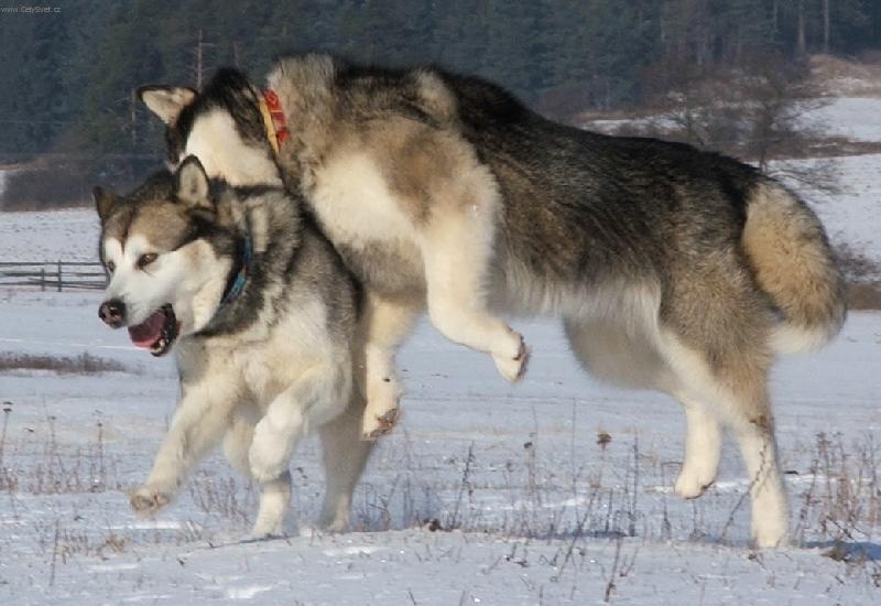 Foto: Hra na kočku a myš