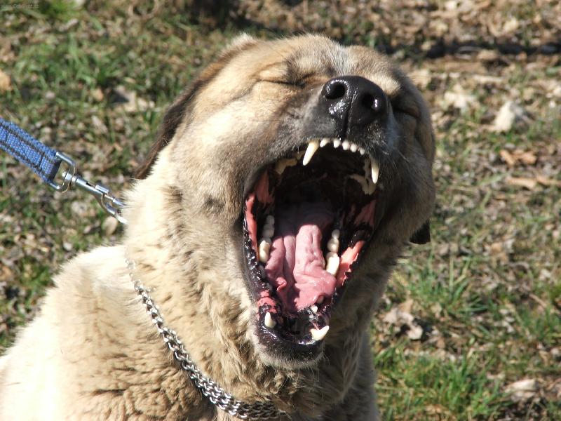 Foto: Úsměv, prosím. Nebo úškleb?