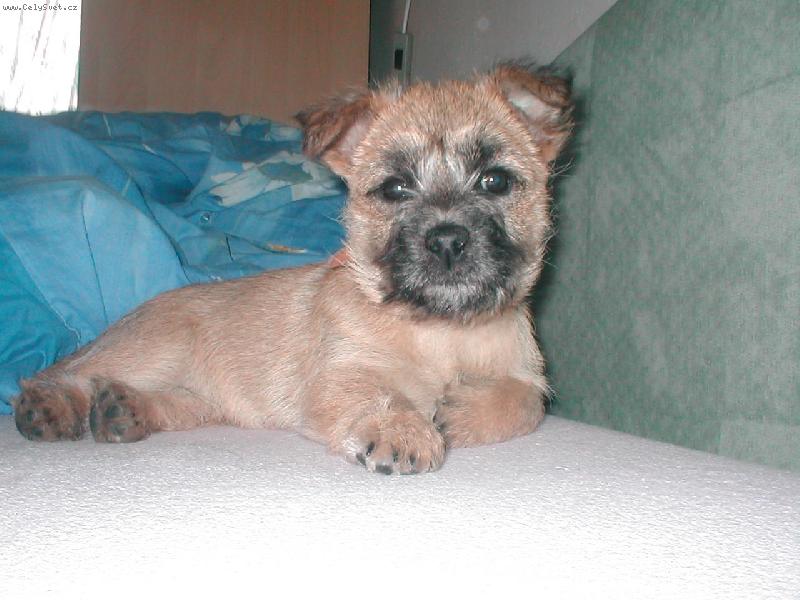 Foto: Odpočívající lady (čti lejdy)-Takto honosně odpočívá naše štěňátko