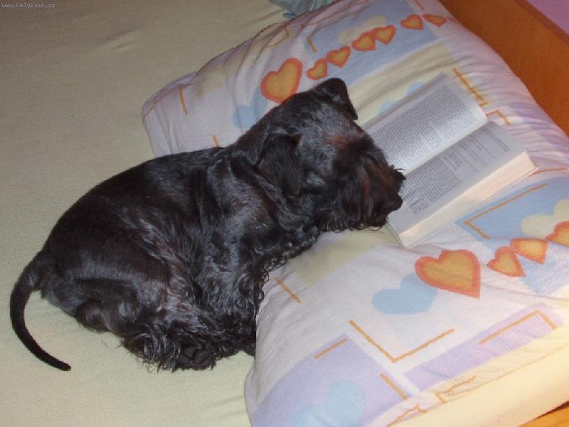 Foto: Pohádka na noc-Před spaním si rád počtu v literatuře.