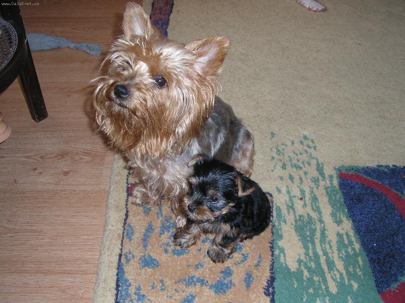 Foto: Peggynka a štěńátko-kuk holky ... :-)