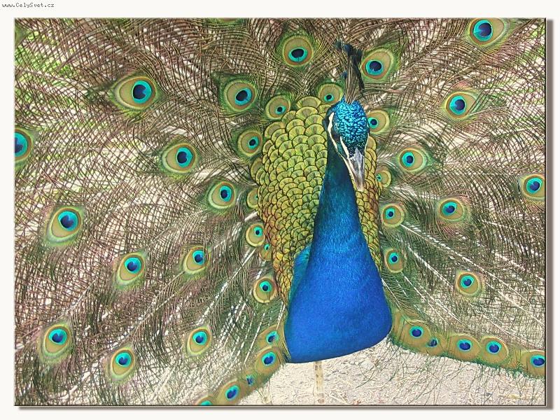 Foto: HRA  BAREV....-moje ozdoba zahrady _ páv Ferda _