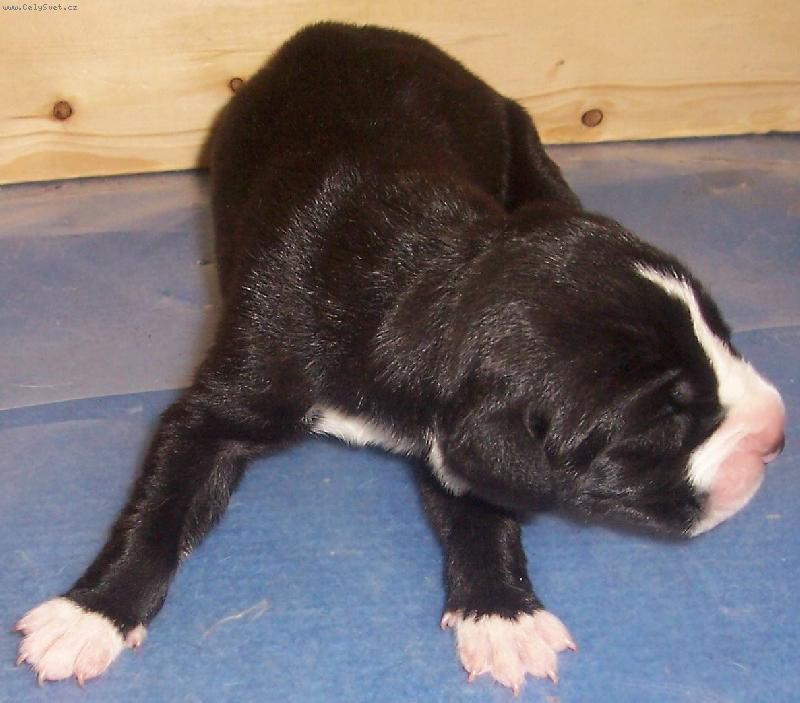 Foto: První pohled na svět-štěňátko