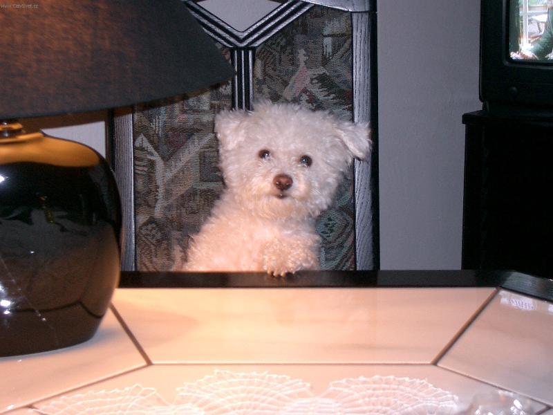 Foto: Co je dnes k večeři?-Dala bych si nějakou mňamku.