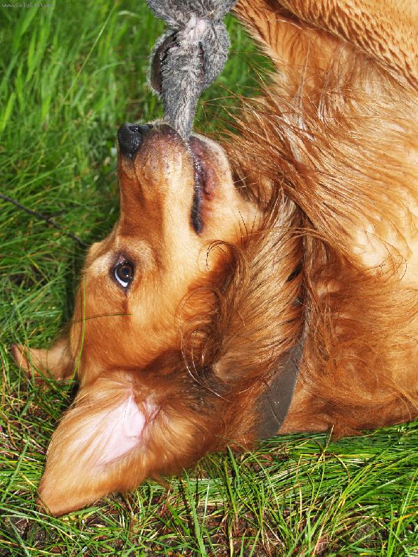 Foto: Fido-Fido při hraní se svým ušákem