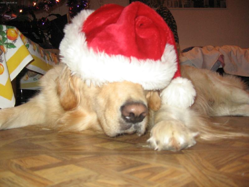 Foto: ŽE BY VÁNOCE-UŽ SE NA TO NEMŮŽU DÍVAT
