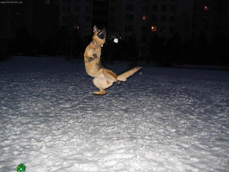 Foto: Naša Kača-Lovec sněhových koulí