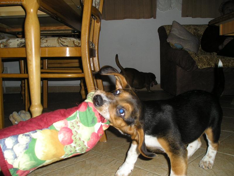 Foto: Roník-Rukavice nejen na vaření.... :)