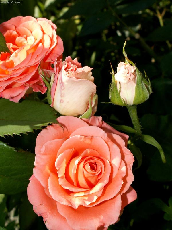 Foto: Růženky