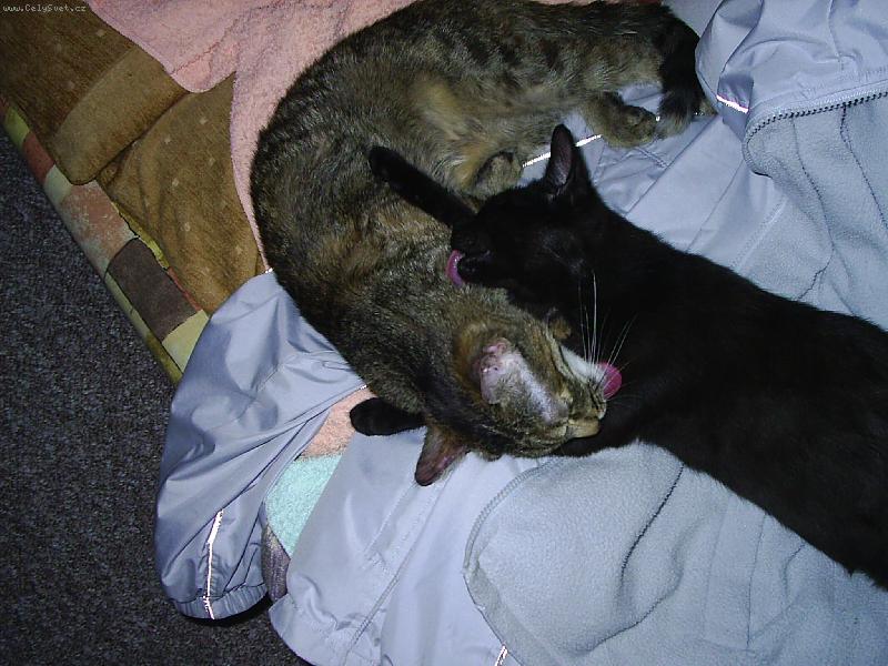 Foto: vzájemná hygiena...