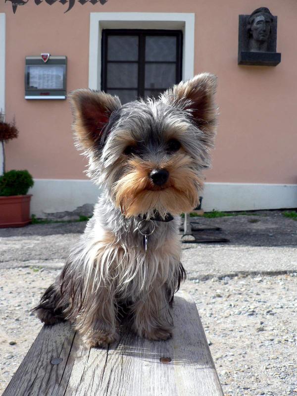 Foto: Kesík na výletě