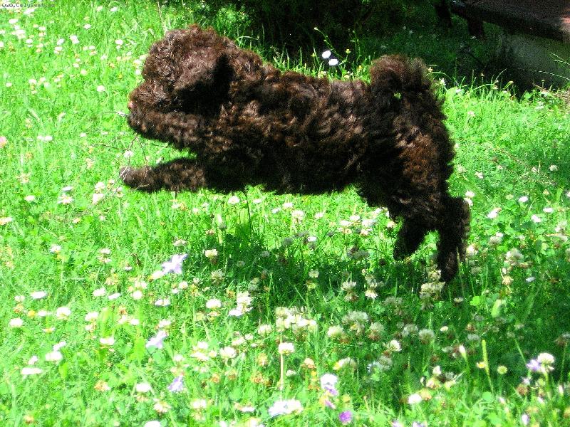 Foto: Při hře-Štěně Bety