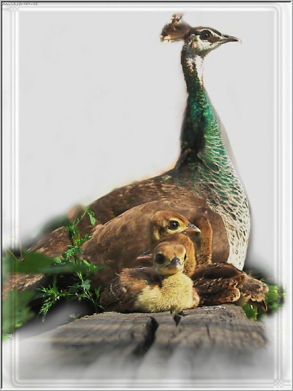 Foto: Paví  miminka s mámou ...-taková normální rodinka...